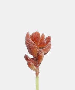Official Key Items Artificial Succulents - Pink Indian Sedum